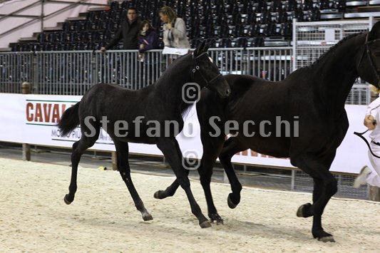 BELLY DANCER_MILANO_2010_SS3_7840.jpg